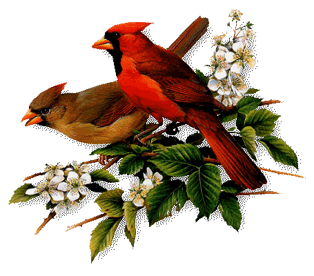 birds-2.gif